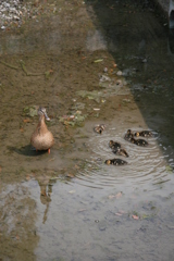 見守る(東寺2012)