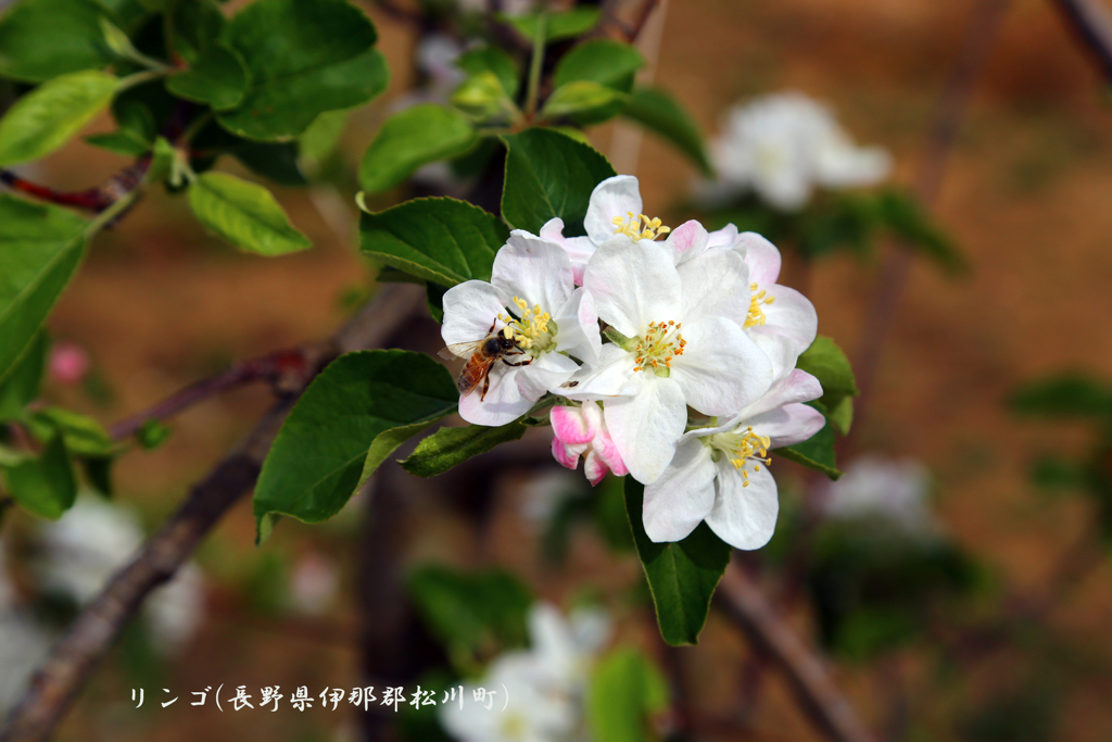 リンゴの花