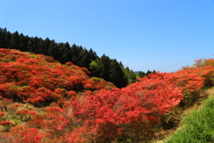 葛城高原2018