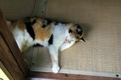 金福寺と三毛猫