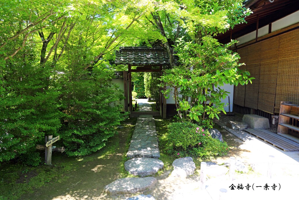 新緑散歩(金福寺)