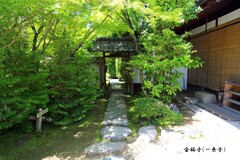 新緑散歩(金福寺)