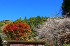 寒桜(付知峡付近)