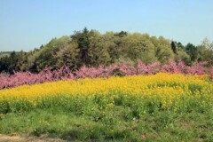 菜の花と桃(丹霞郷2015)