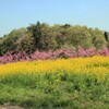 菜の花と桃(丹霞郷2015)