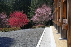 石山寺2016-2