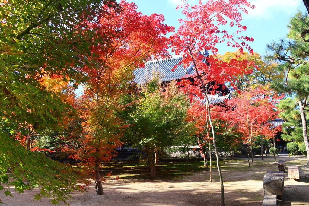紅葉散歩(興聖寺)