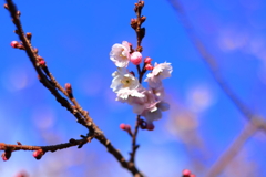 御会式桜(不断桜)