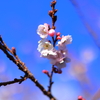 御会式桜(不断桜)