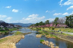 春がいっぱい(加茂川)