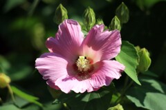 芙蓉-2(法輪寺2013)