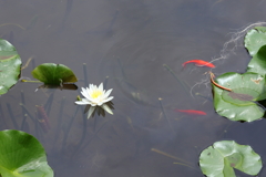 睡蓮の池-2