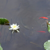 睡蓮の池-2