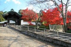 秋の散歩道(北山別院)