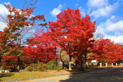 紅葉(智積院2018)