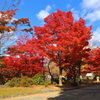 紅葉(智積院2018)
