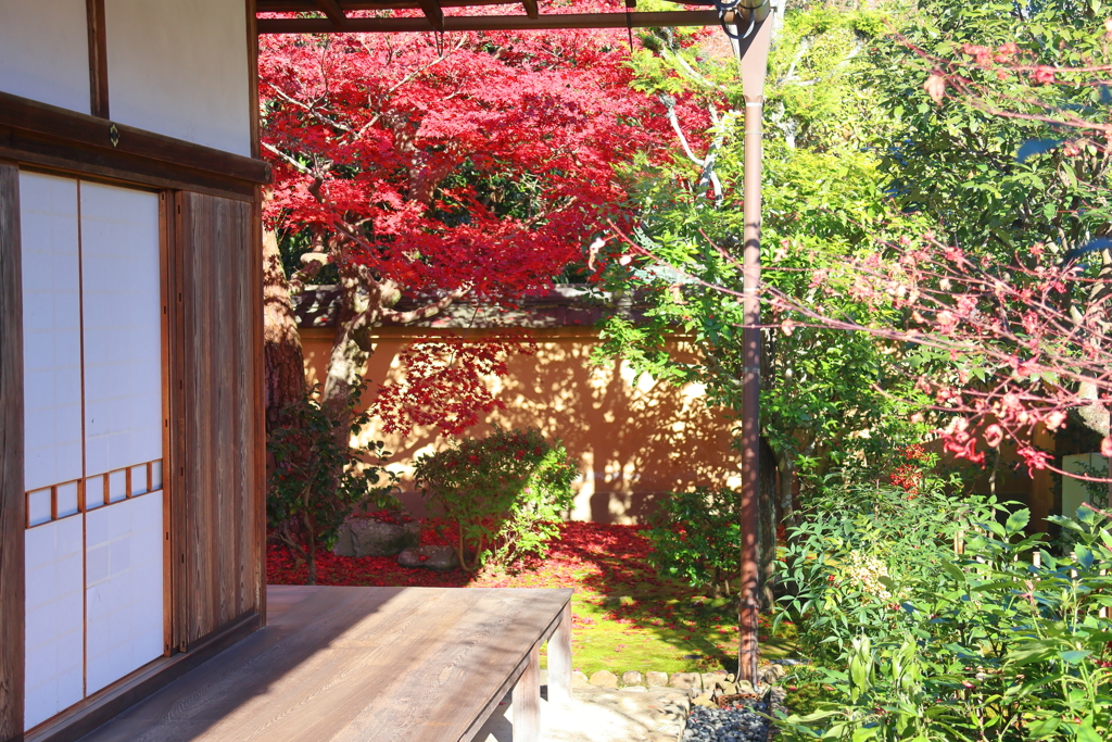 晩秋(大徳寺興臨院-2)