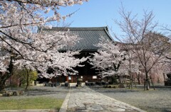 春がいっぱい(立本寺)