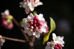沈丁花(東北院2017年３月)