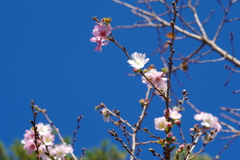 白とピンクと秋の空と