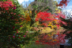 紅葉散歩(植物園-4)
