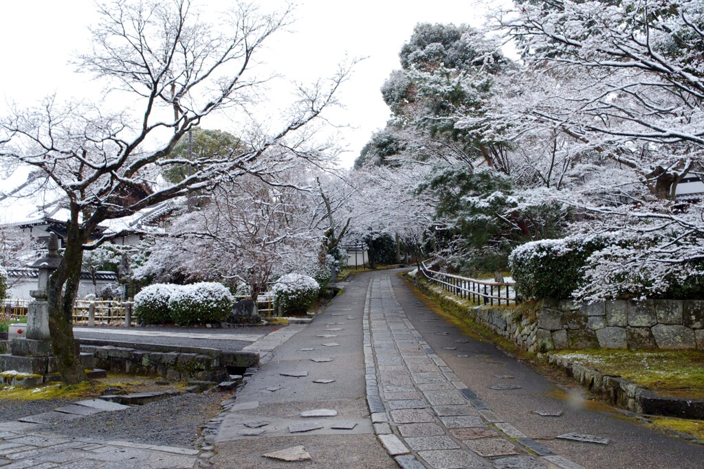 雪の日(真如堂2020)