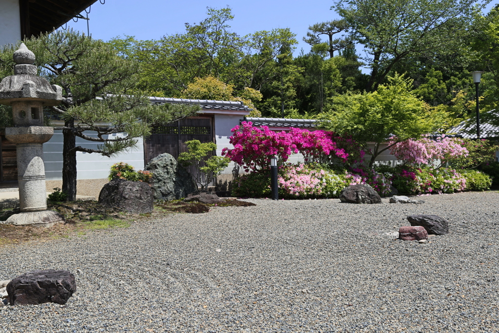 つつじ(妙満寺3)