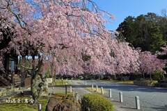 春がいっぱい(妙満寺)