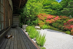 番猫(金福寺2014)