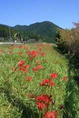 彼岸花(大原2014)