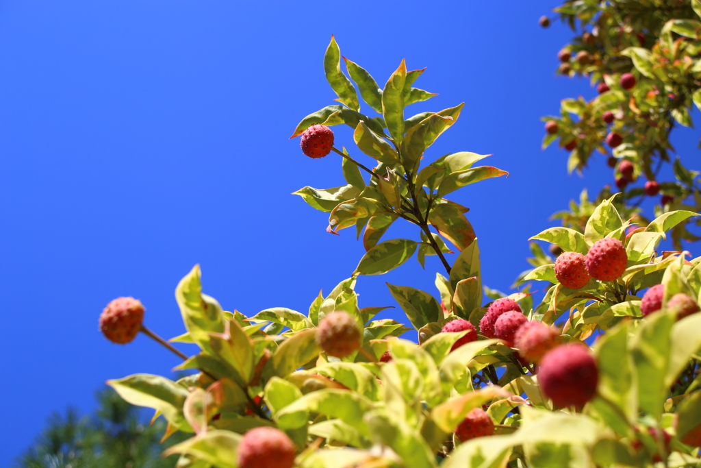 植物園(月光錦)