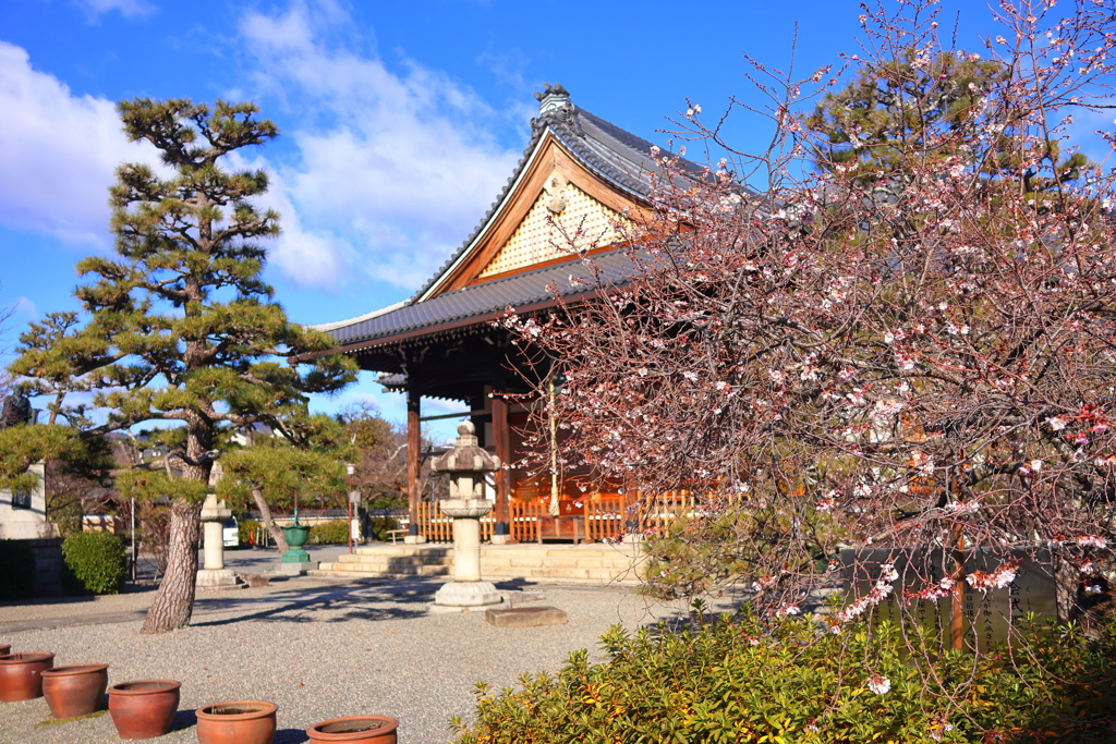 御会式桜(妙蓮寺)