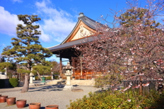 御会式桜(妙蓮寺)