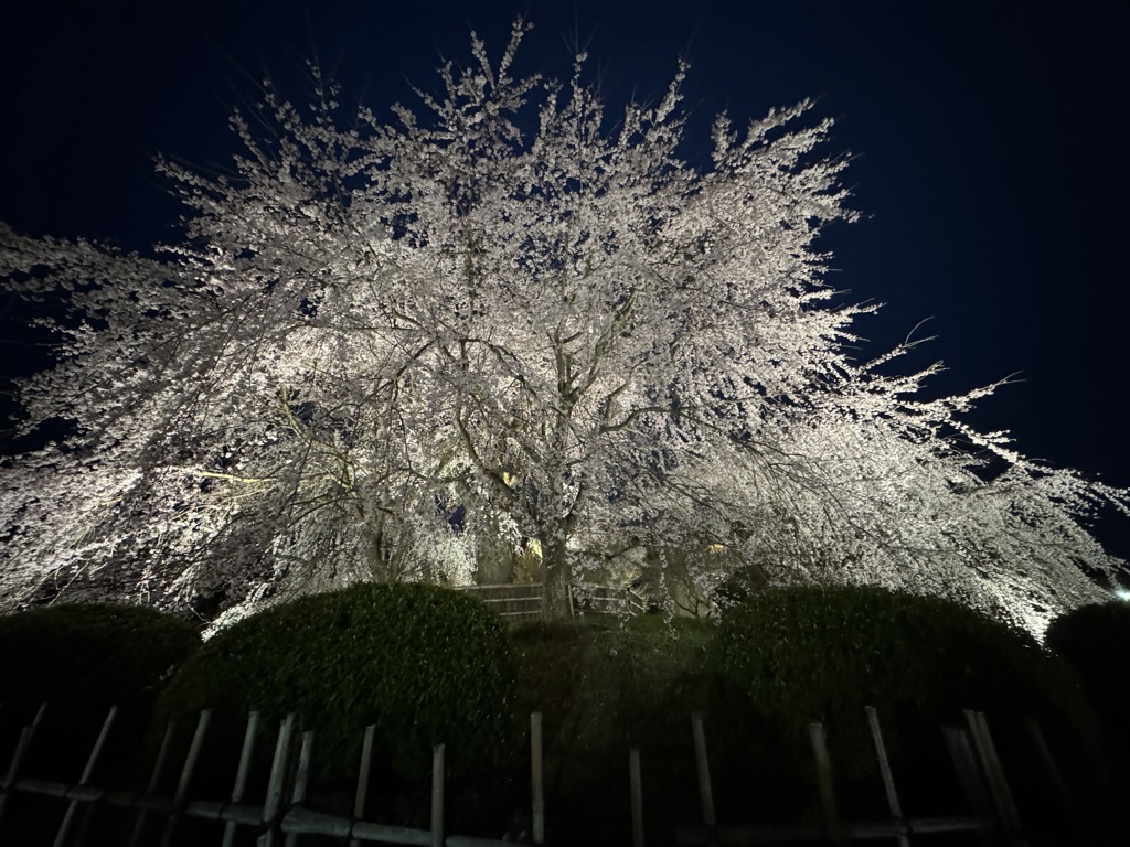花見の宴(円山公園)