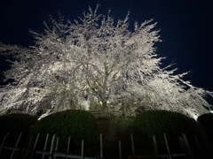 花見の宴(円山公園)