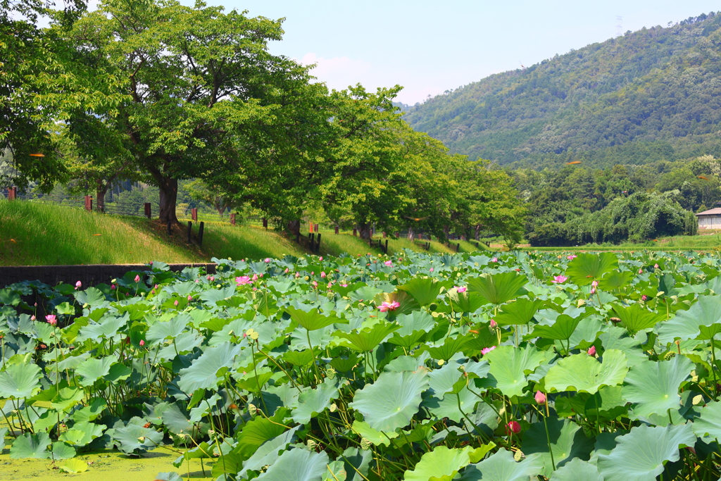 平の沢池