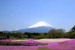 芝桜公園(富士)
