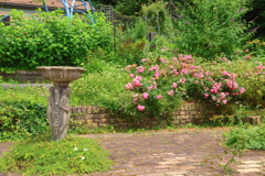 バラ園
