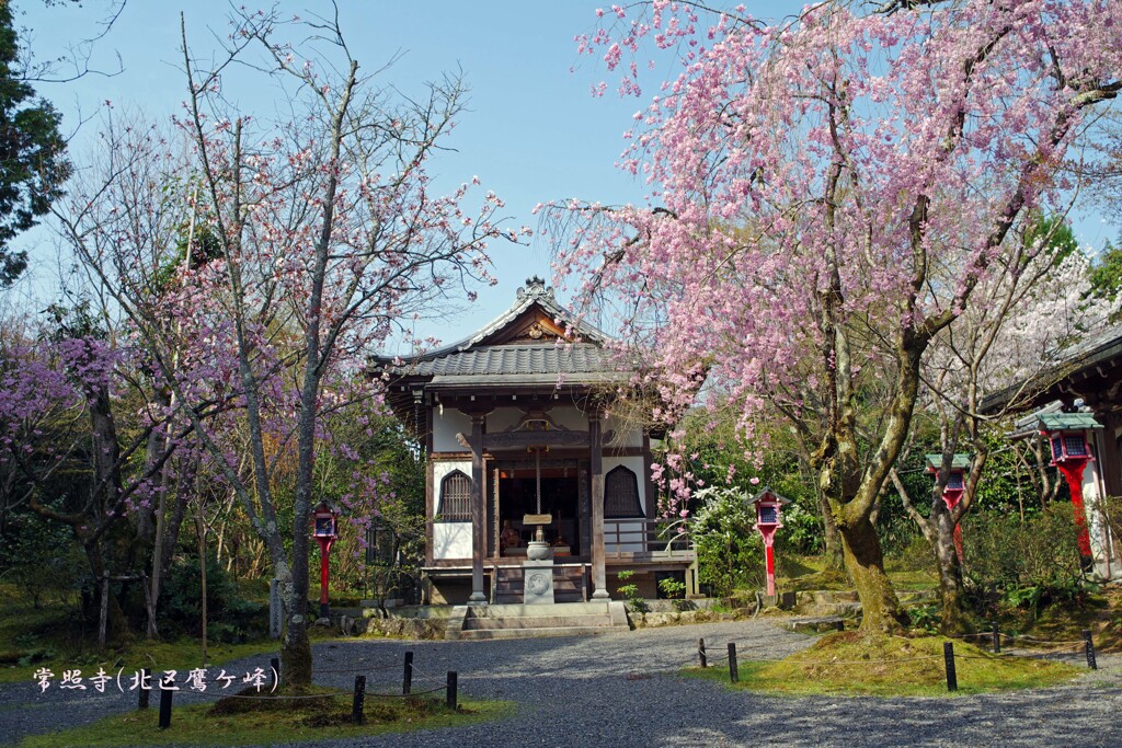 春がいっぱい(常照寺2018)