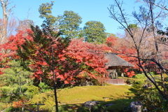 晩秋(妙心寺退蔵院-4)