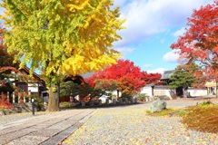 紅葉散歩(妙覚寺24)