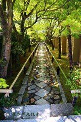 青もみじ(光悦寺)