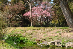 紅梅(京都御苑)