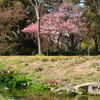 紅梅(京都御苑)