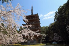 春がいっぱい(醍醐寺2)