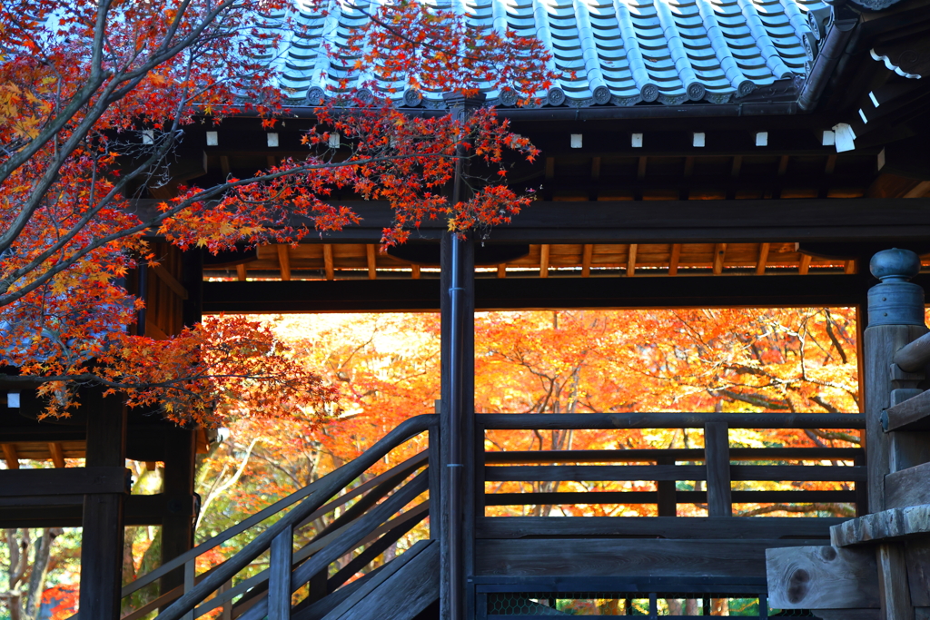 廊下越しの紅葉(真如堂-3)