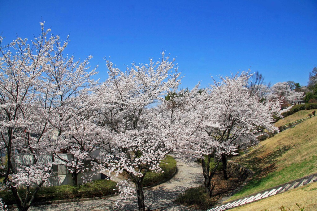 稲荷山公園2014-4