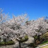 稲荷山公園2014-4