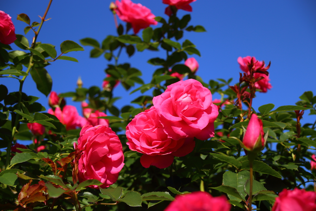 薔薇と青空(植物園)
