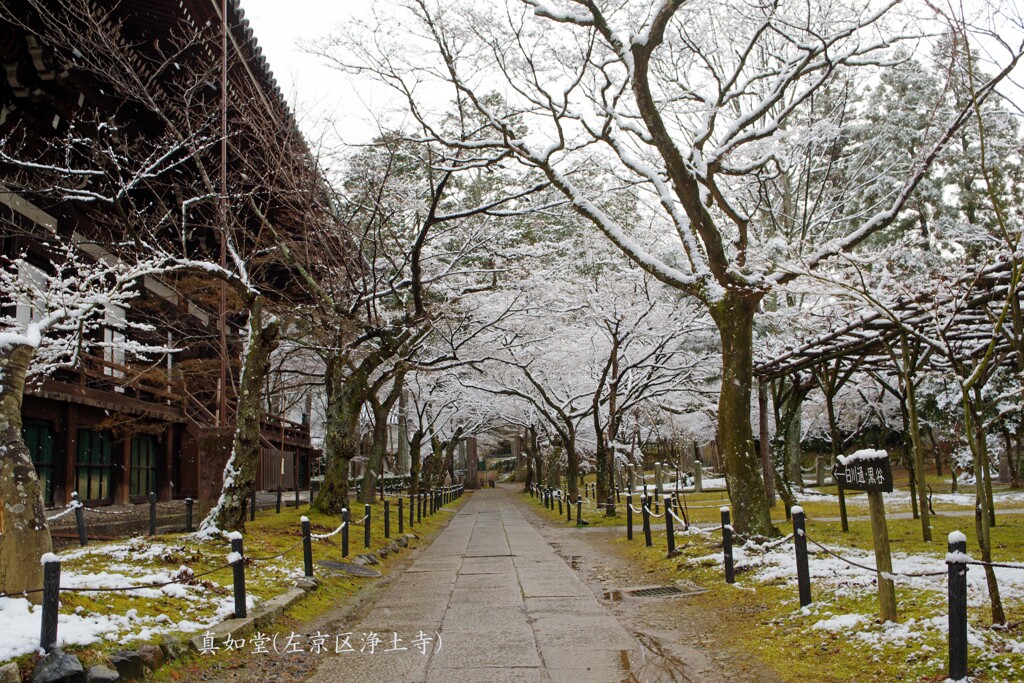 雪化粧(真如堂)